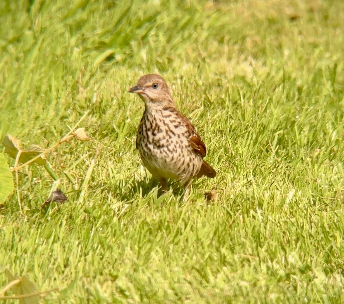 Brown Thrasher - ML637953819