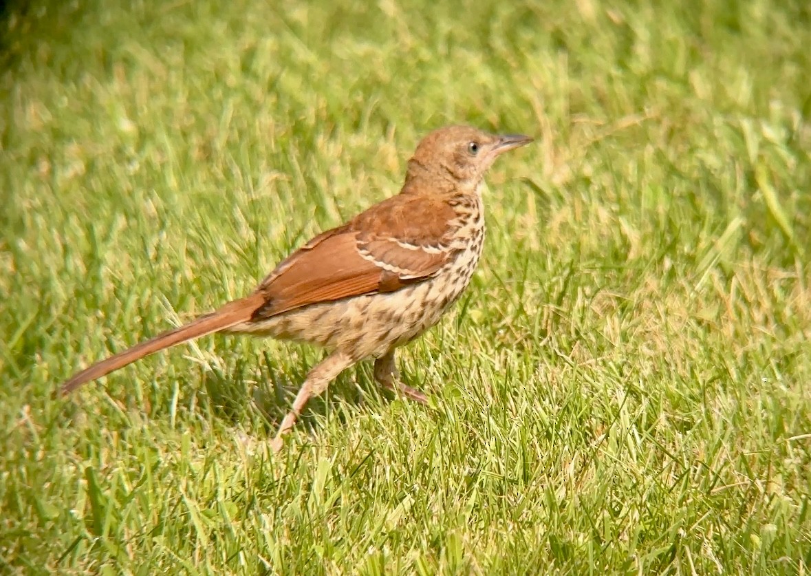 Brown Thrasher - ML637953820