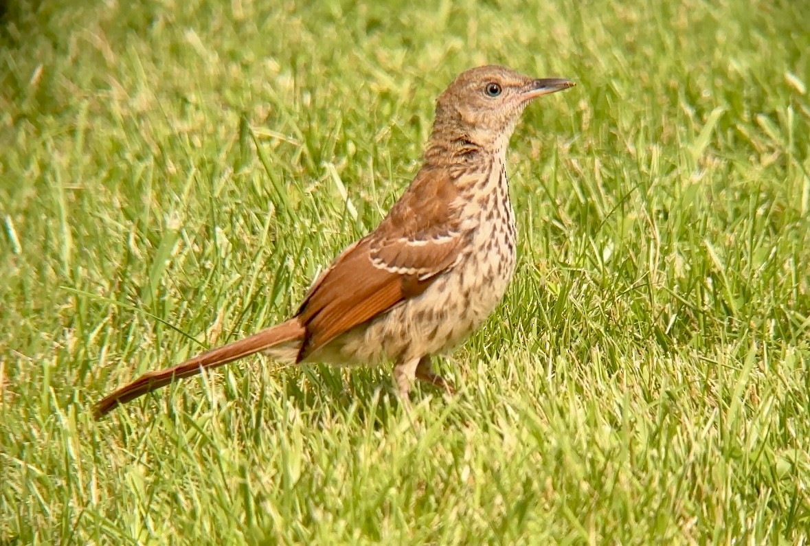 Brown Thrasher - ML637953821