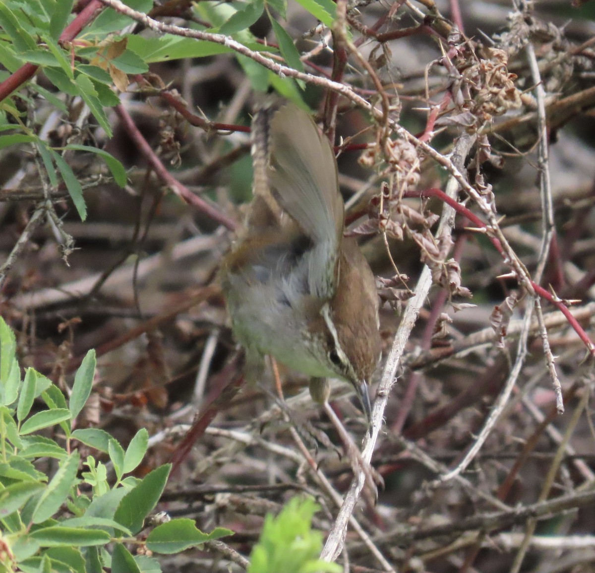 Bewick's Wren - ML637953827