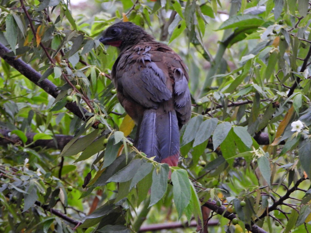 Rufous-vented Chachalaca - ML637953835