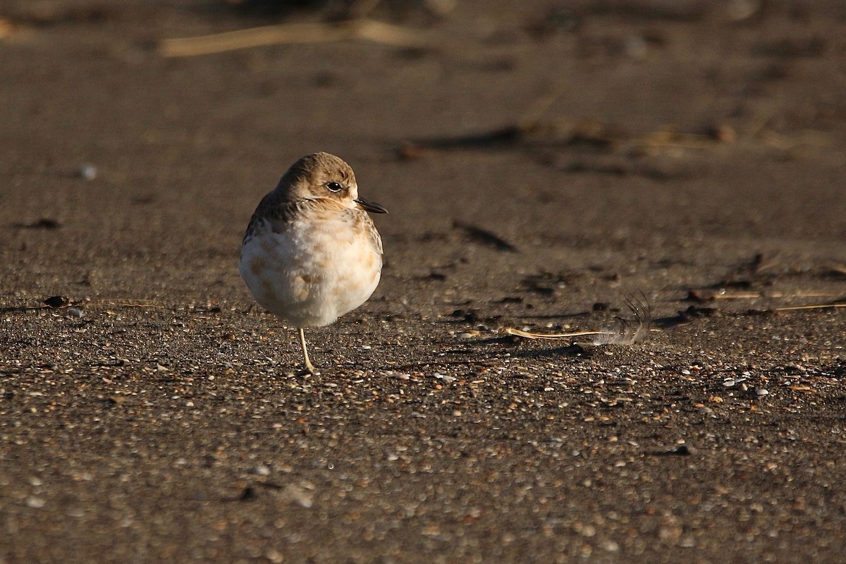 Red-breasted Dotterel - ML637953841