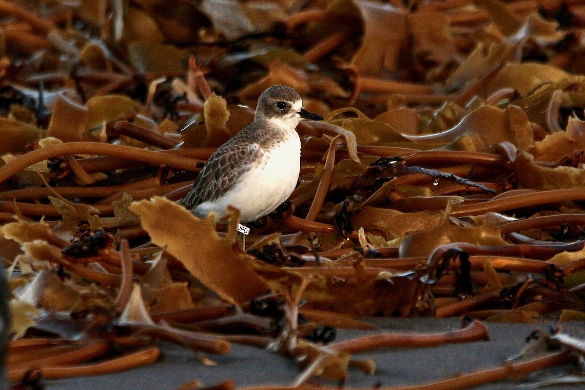 Red-breasted Dotterel - ML637953842