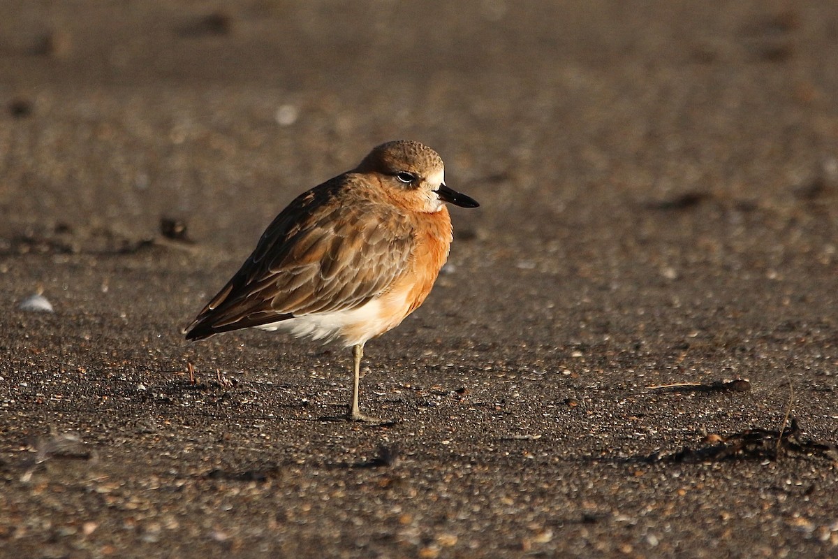 Red-breasted Dotterel - ML637953843