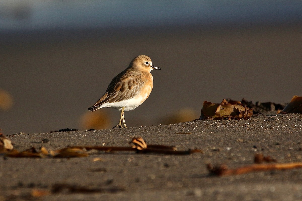 Red-breasted Dotterel - ML637953844