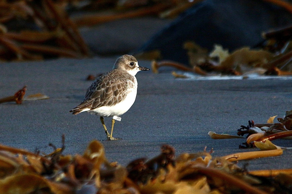 Red-breasted Dotterel - ML637953845