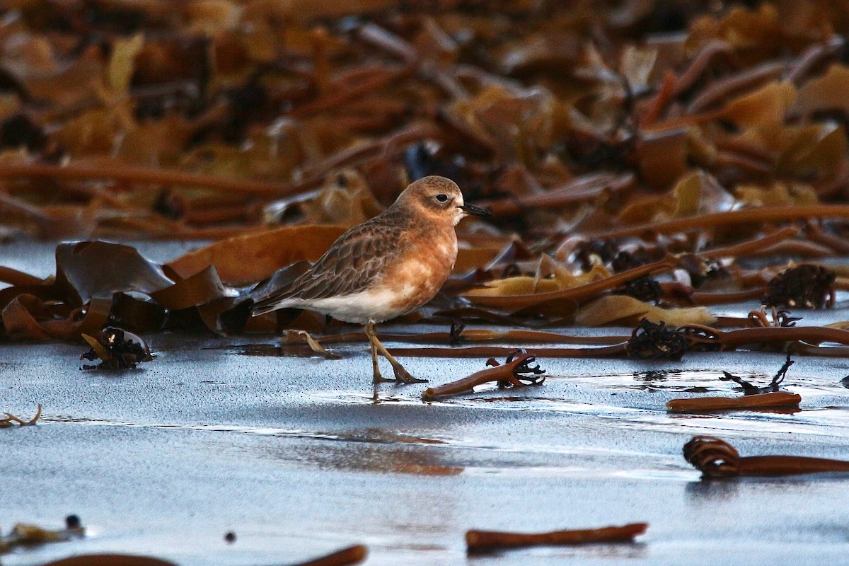 Red-breasted Dotterel - ML637953846