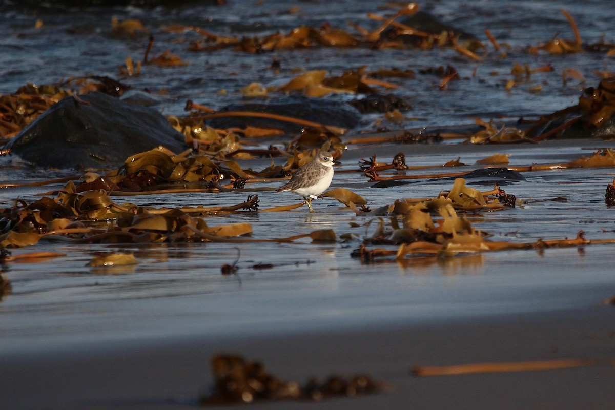 Red-breasted Dotterel - ML637953848