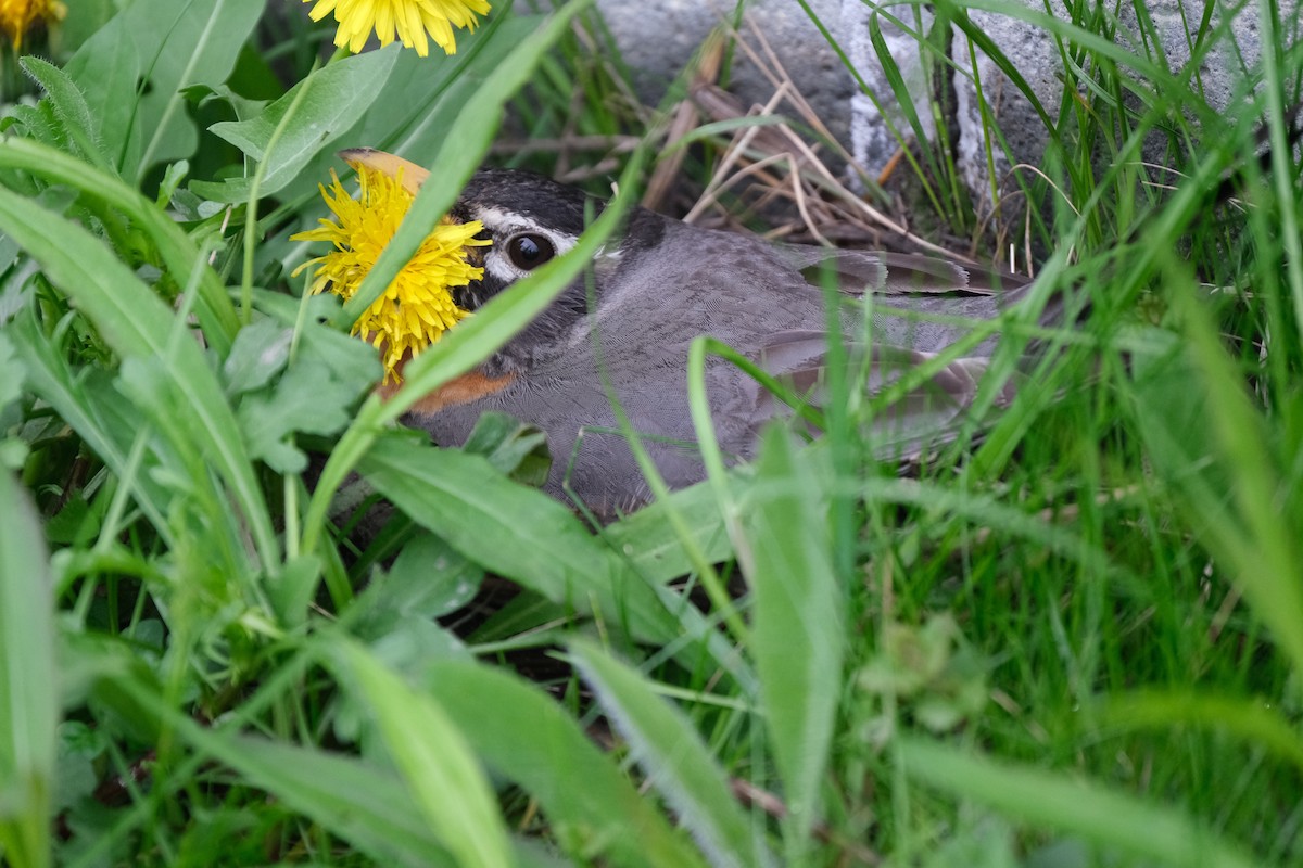 American Robin - ML637953859
