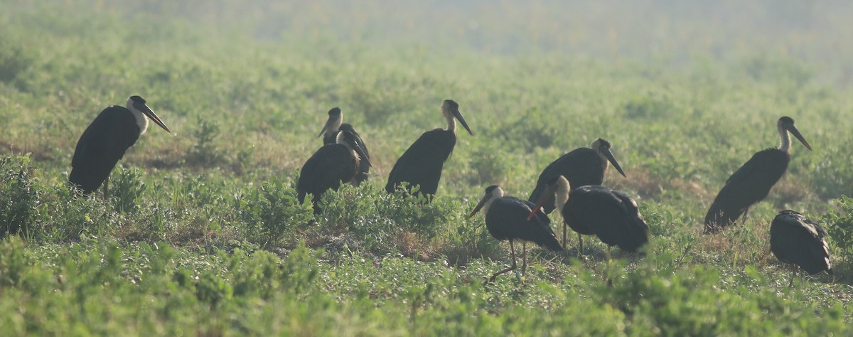 Asian Woolly-necked Stork - ML637953861