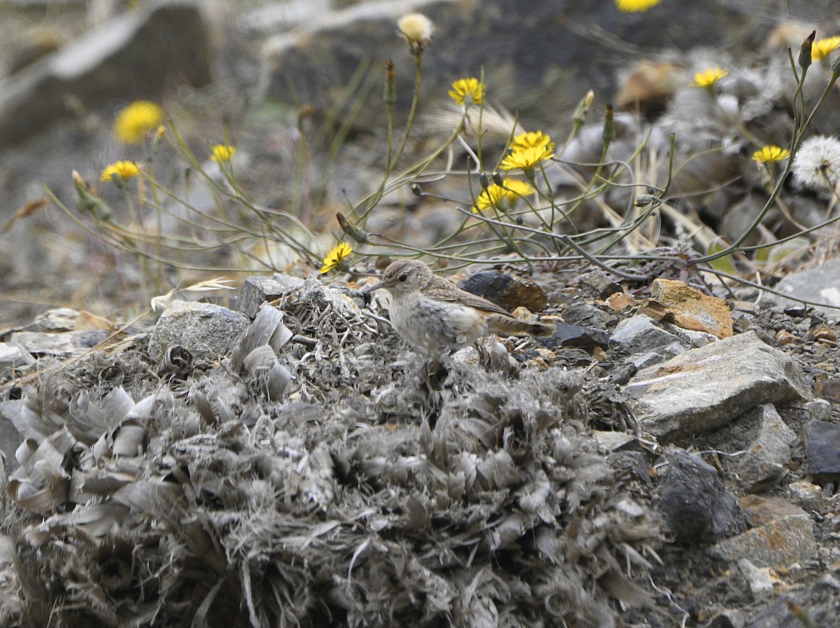 Rock Wren - ML637953896