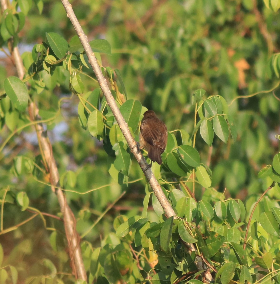 Clamorous Reed Warbler - ML637953899