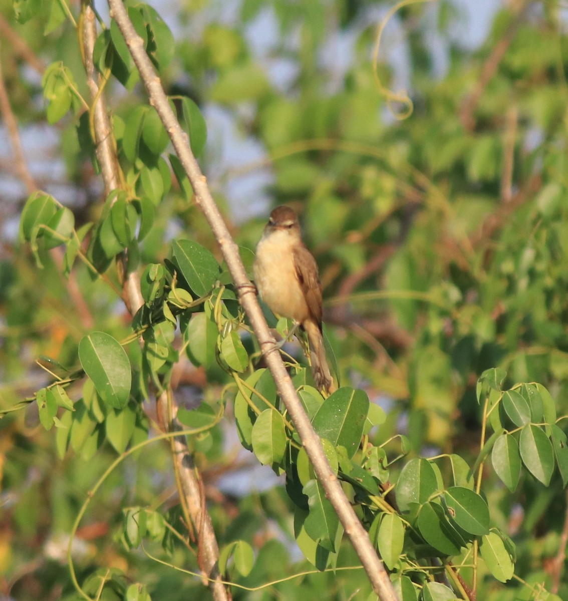 Clamorous Reed Warbler - ML637953900