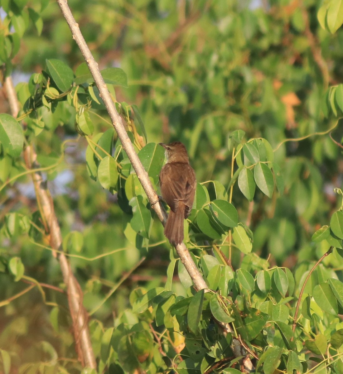 Clamorous Reed Warbler - ML637953901