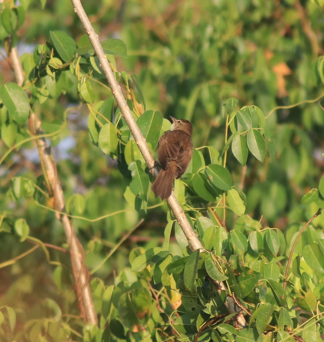 Clamorous Reed Warbler - ML637953902