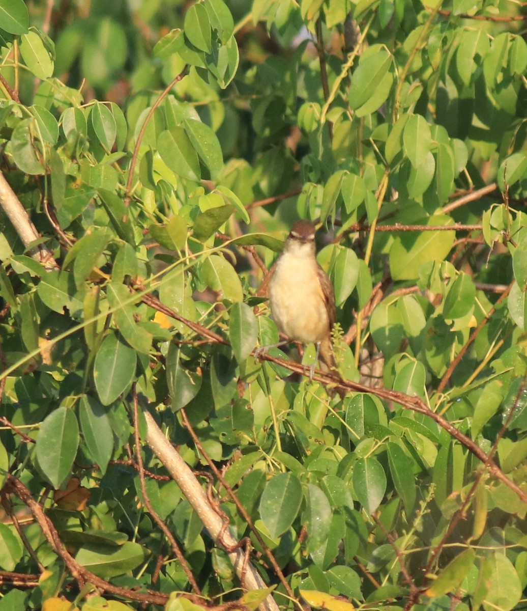 Clamorous Reed Warbler - ML637953903