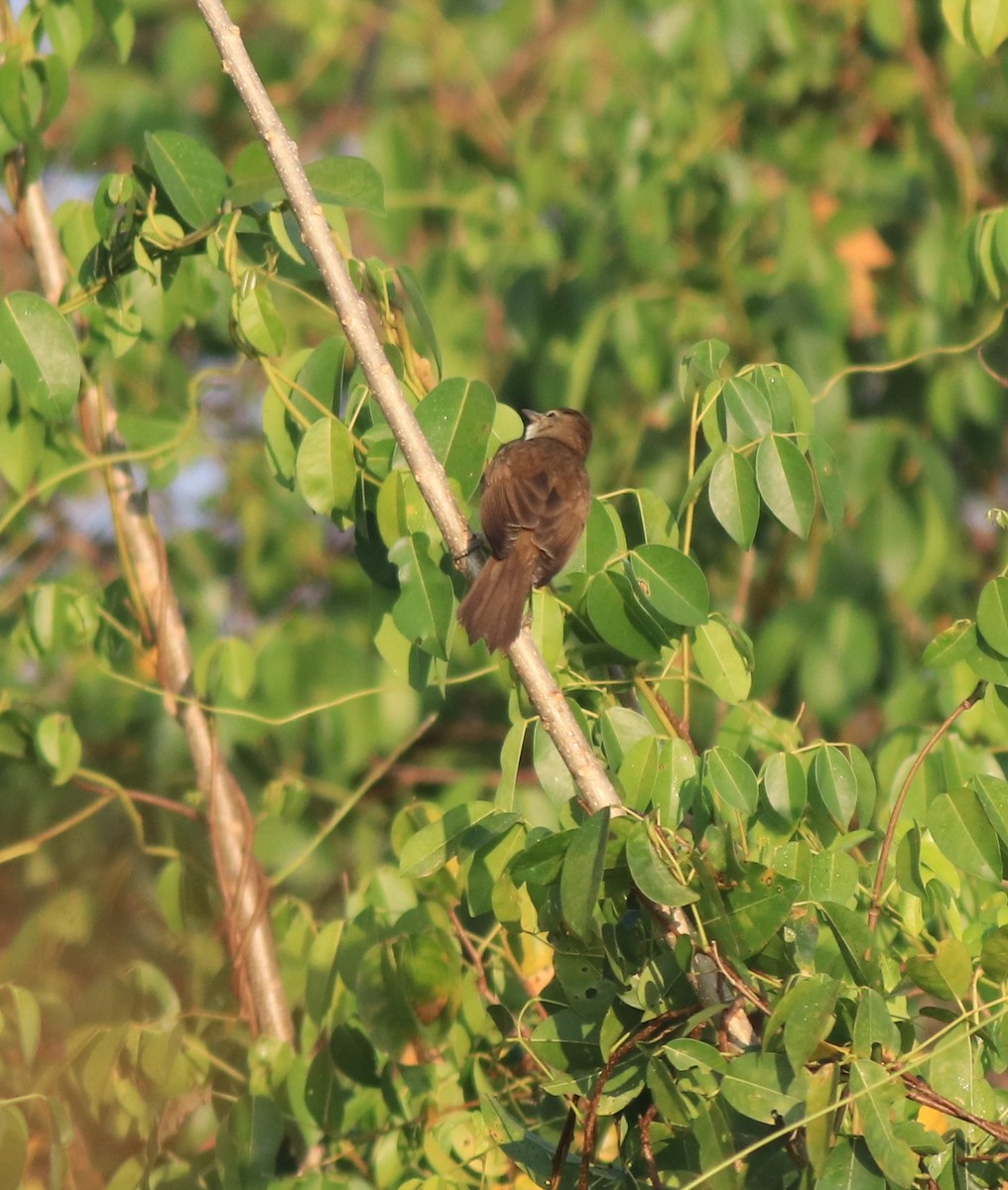 Clamorous Reed Warbler - ML637953904