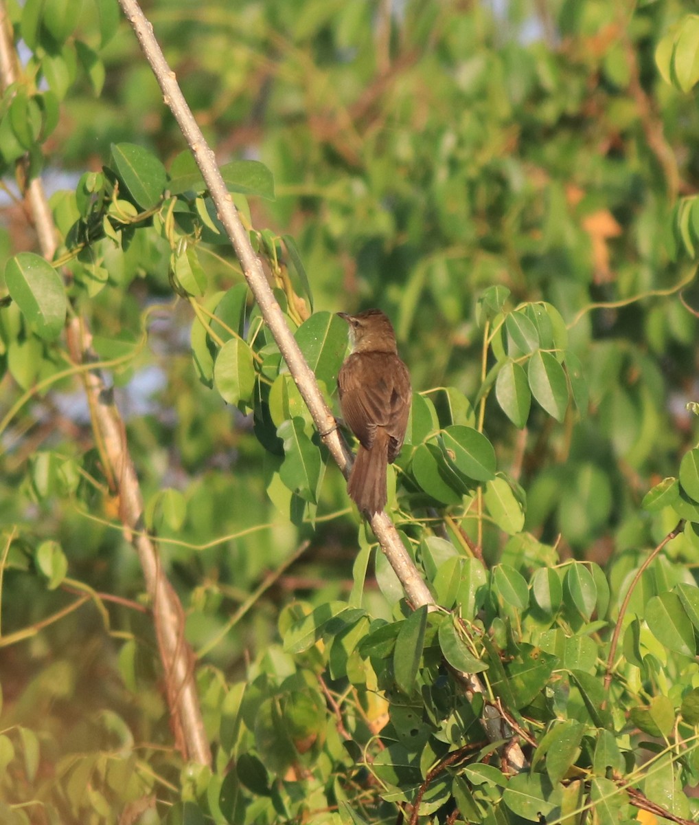 Clamorous Reed Warbler - ML637953905