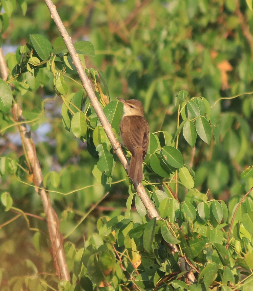 Clamorous Reed Warbler - ML637953906