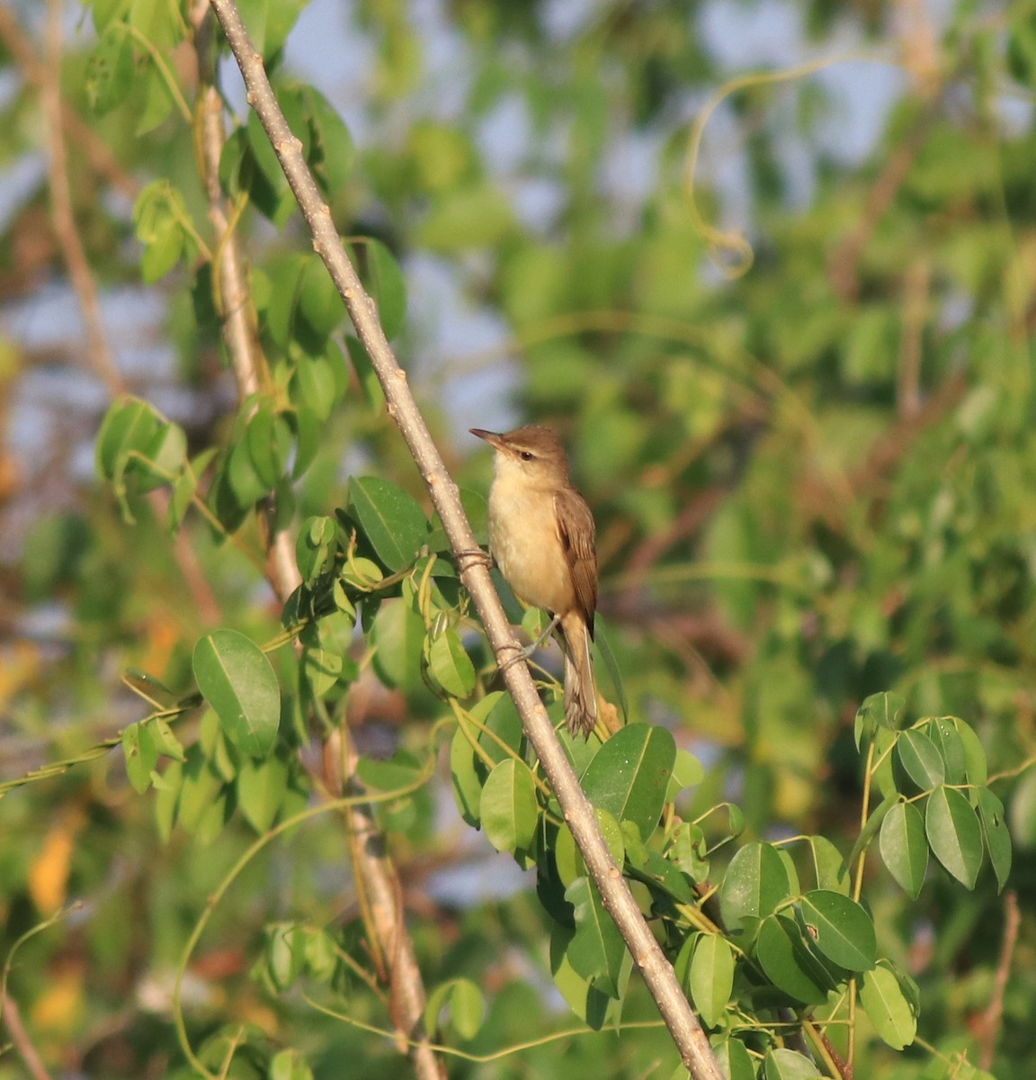Clamorous Reed Warbler - ML637953907