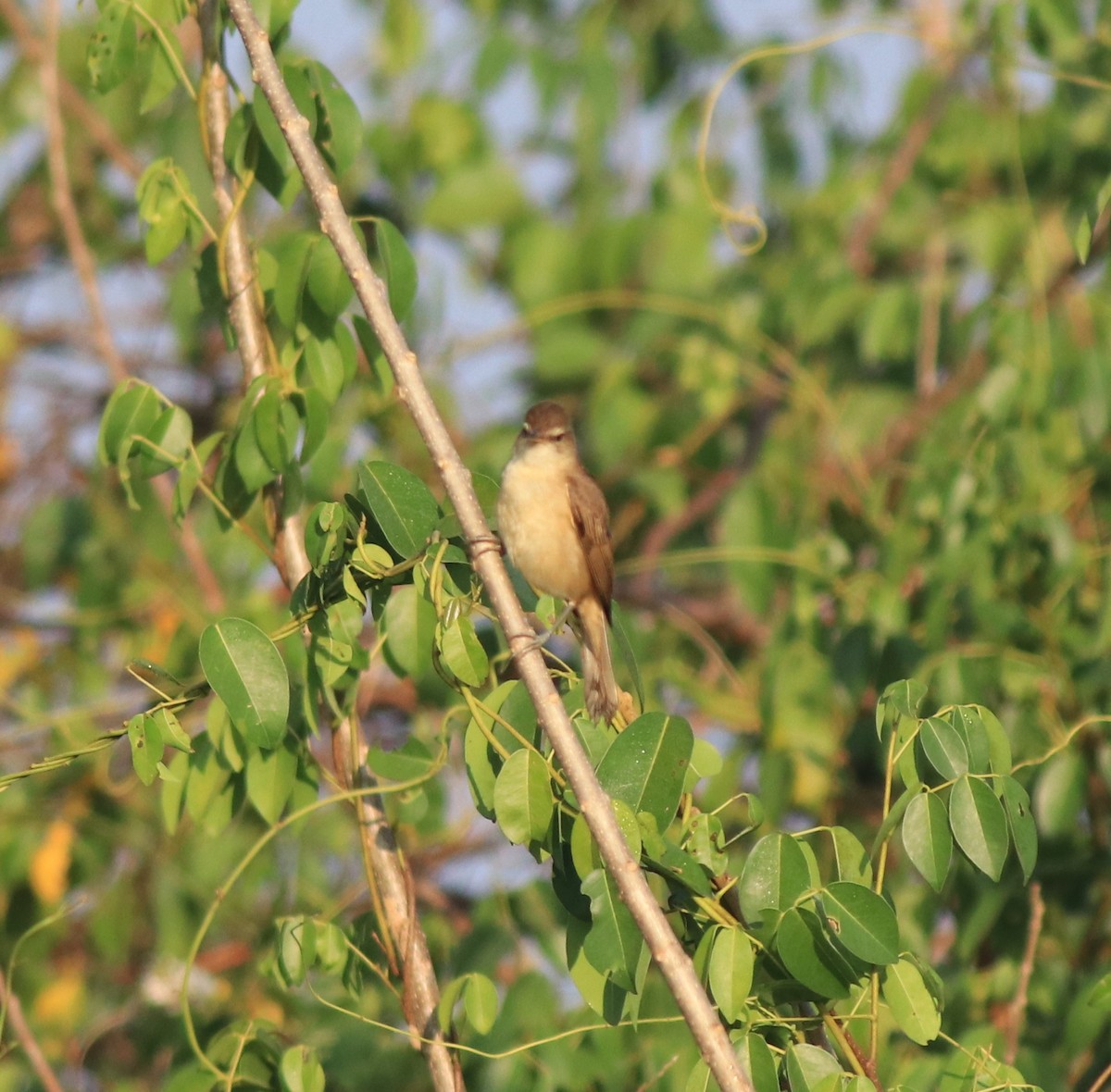 Clamorous Reed Warbler - ML637953908