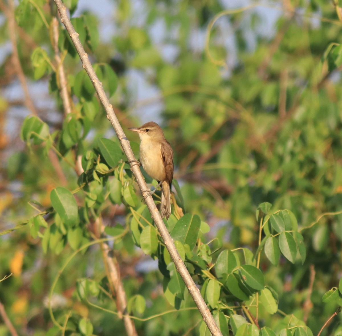 Clamorous Reed Warbler - ML637953909