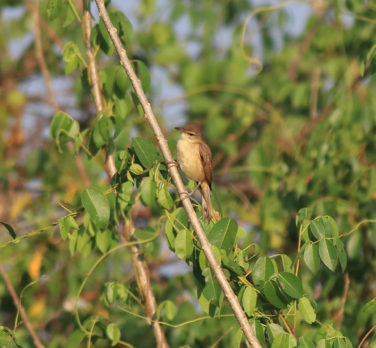 Clamorous Reed Warbler - ML637953910