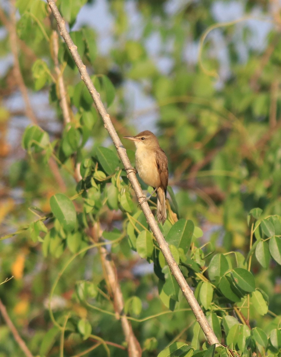 Clamorous Reed Warbler - ML637953912