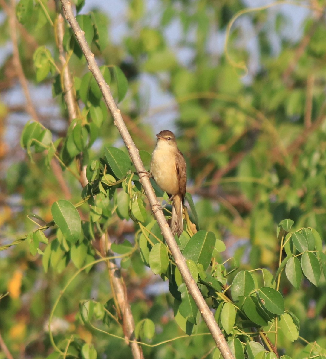 Clamorous Reed Warbler - ML637953913