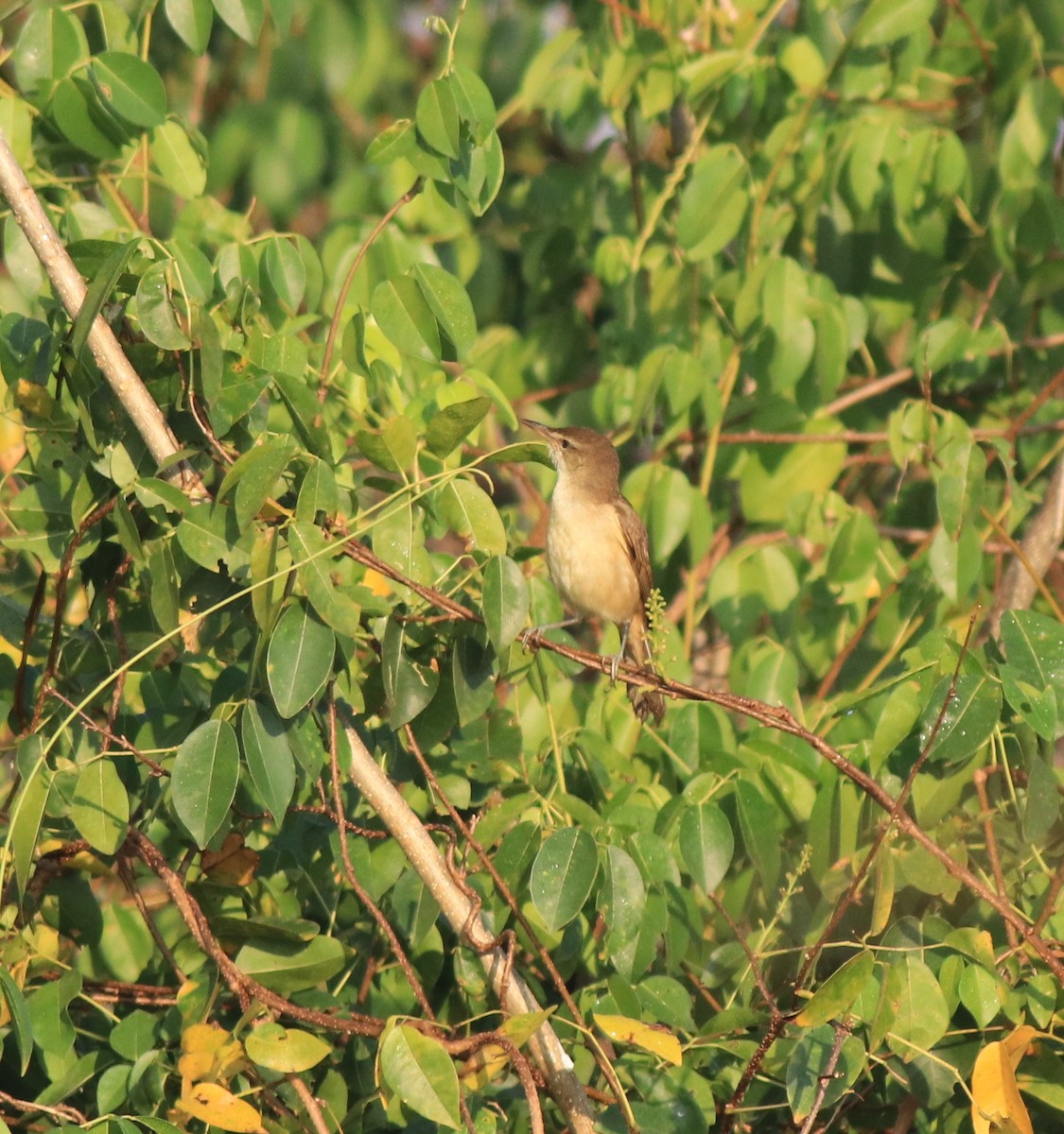 Clamorous Reed Warbler - ML637953914