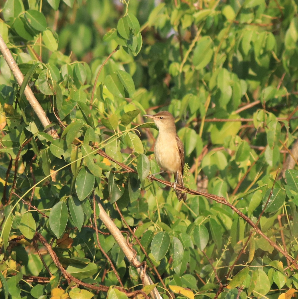 Clamorous Reed Warbler - ML637953915