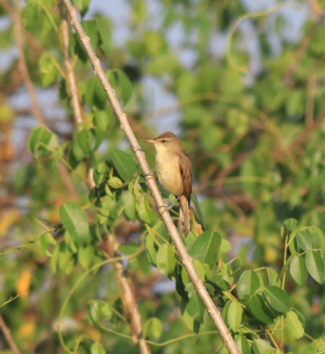Clamorous Reed Warbler - ML637953916