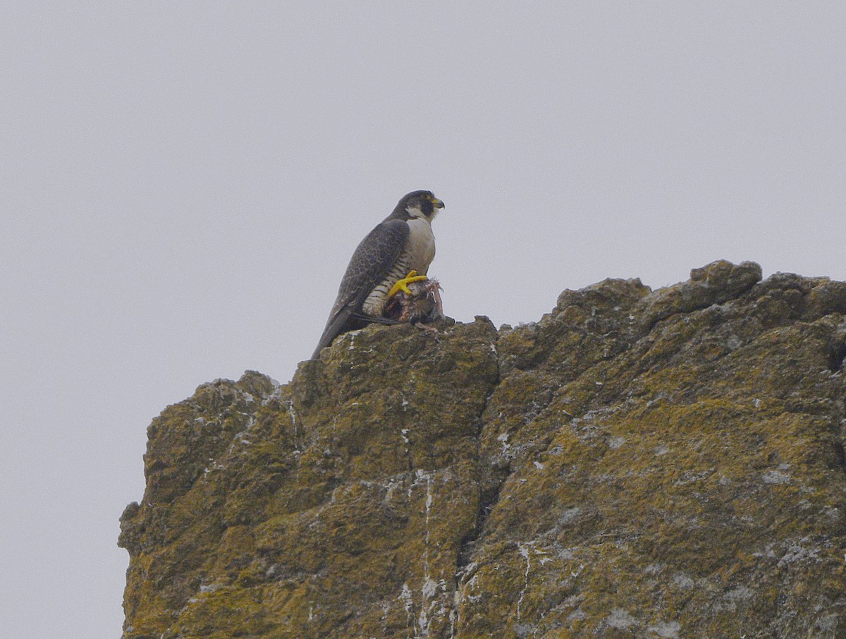 Peregrine Falcon - ML637953925