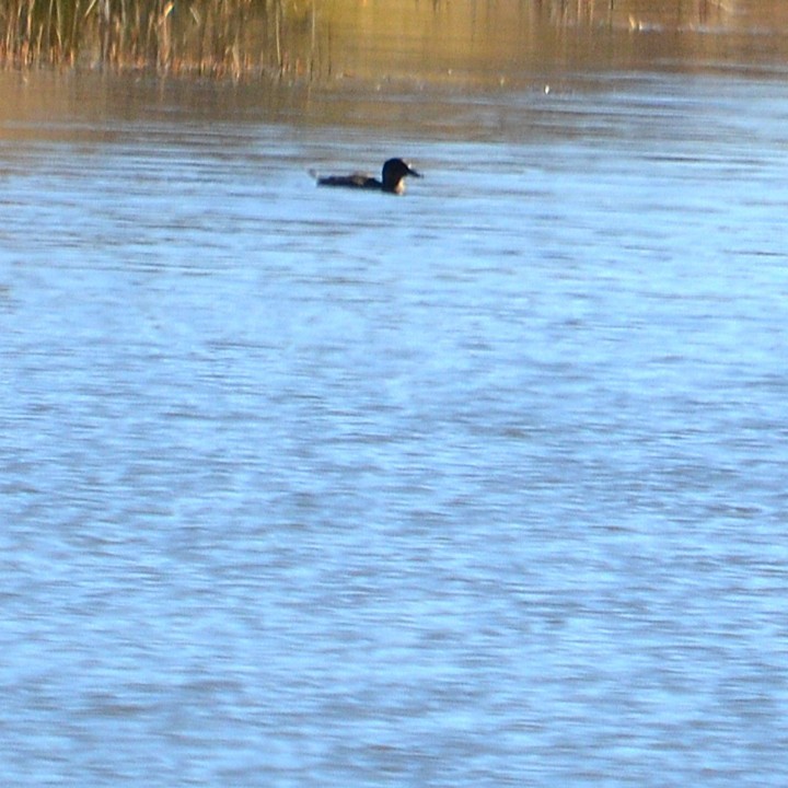 Andean Duck - ML637953945