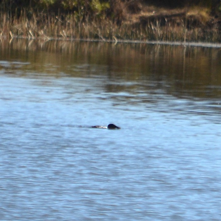 Andean Duck - ML637953946