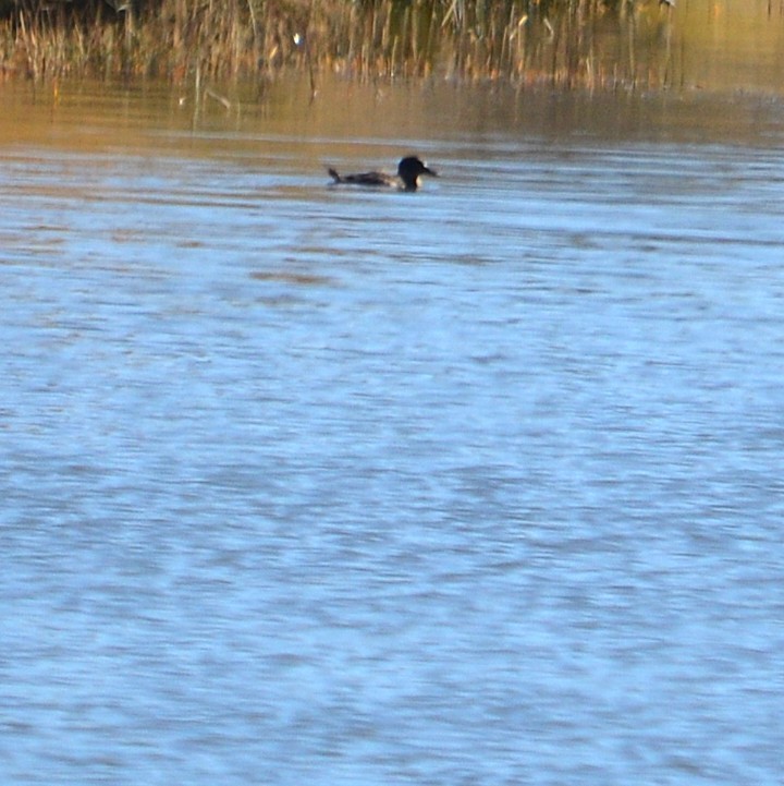 Andean Duck - ML637953947
