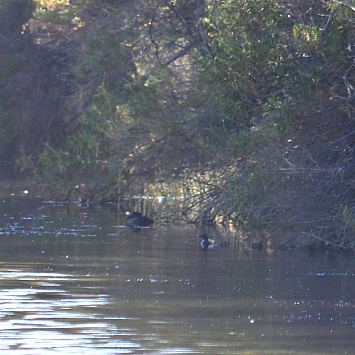 Andean Duck - ML637953948