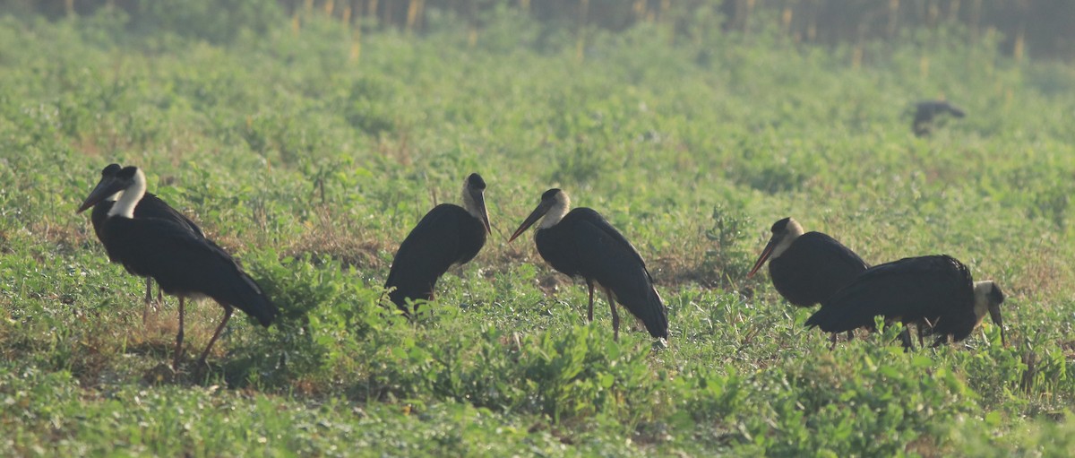 Asian Woolly-necked Stork - ML637953977