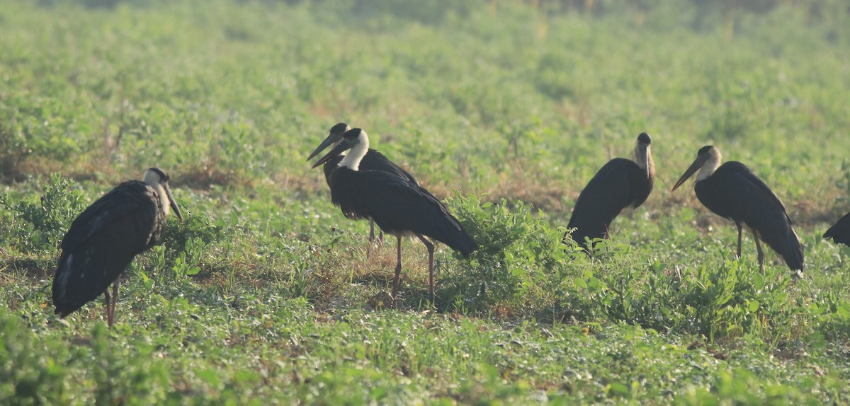 Asian Woolly-necked Stork - ML637953978
