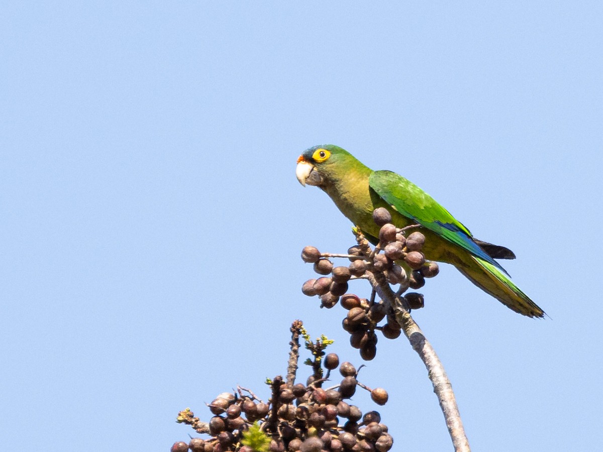 メキシコインコ - ML637953981