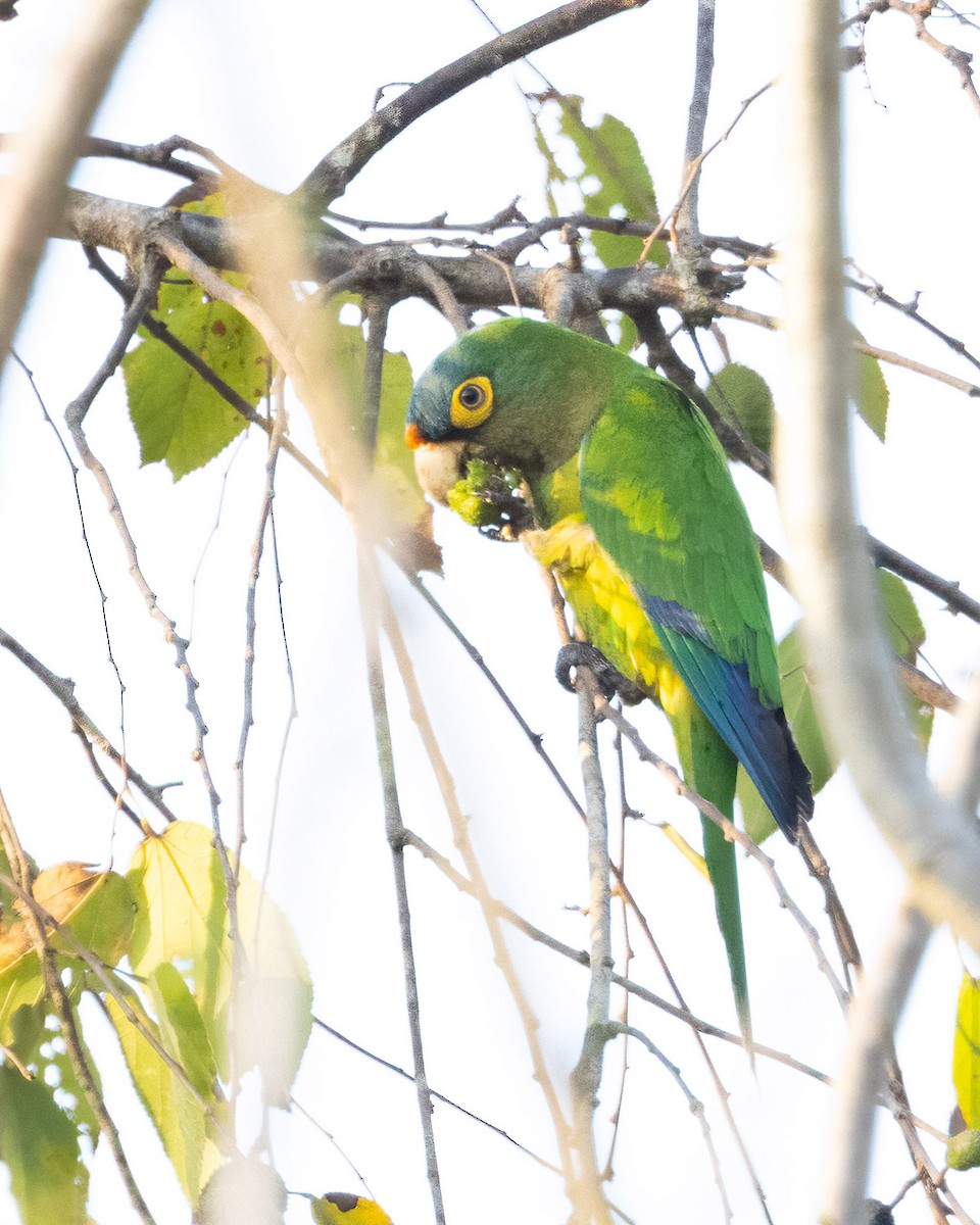 メキシコインコ - ML637953983