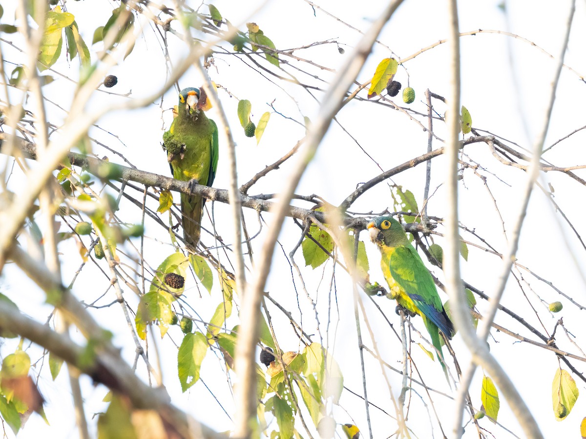 メキシコインコ - ML637953984
