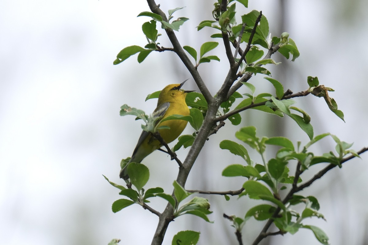 Blue-winged Warbler - ML637953991