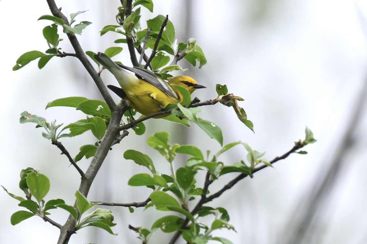 Blue-winged Warbler - ML637953992