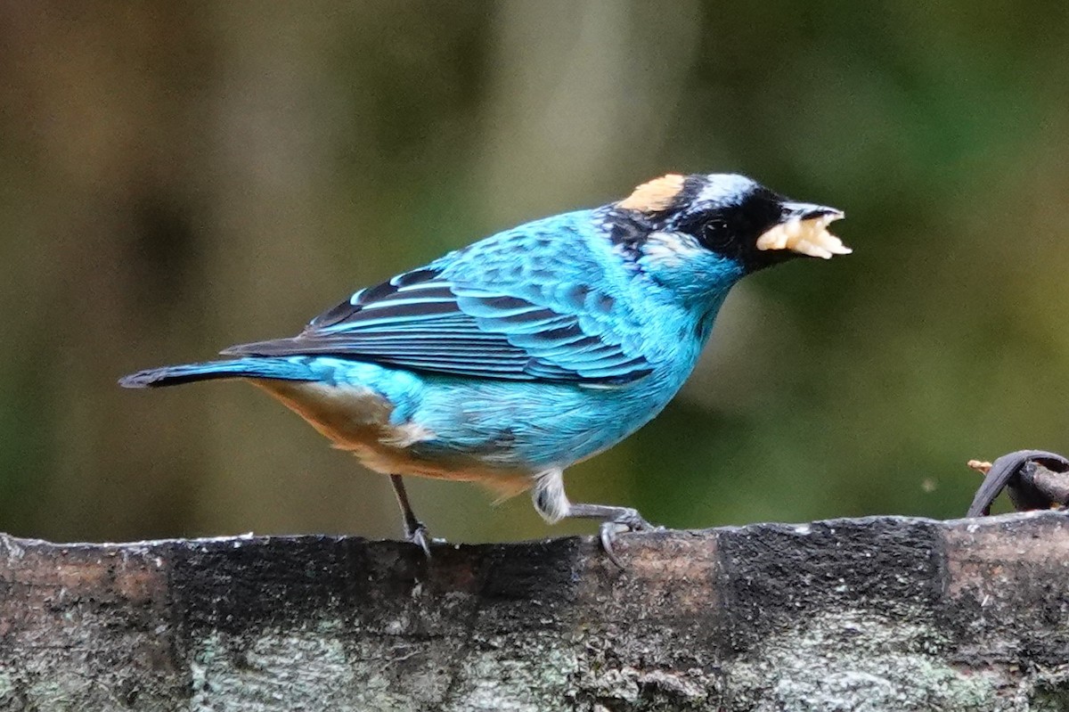 Golden-naped Tanager - ML637954023