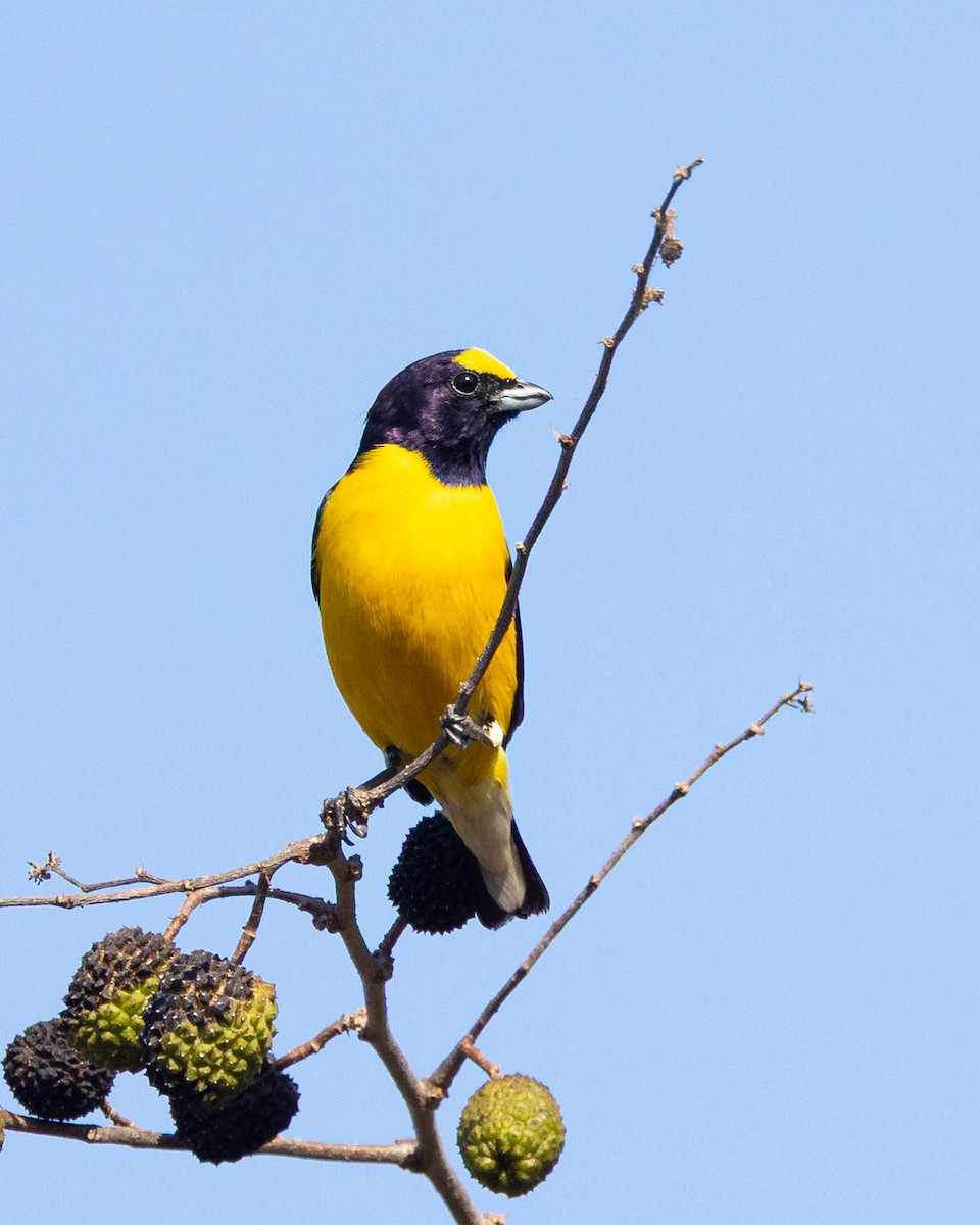 West Mexican Euphonia - ML637954048