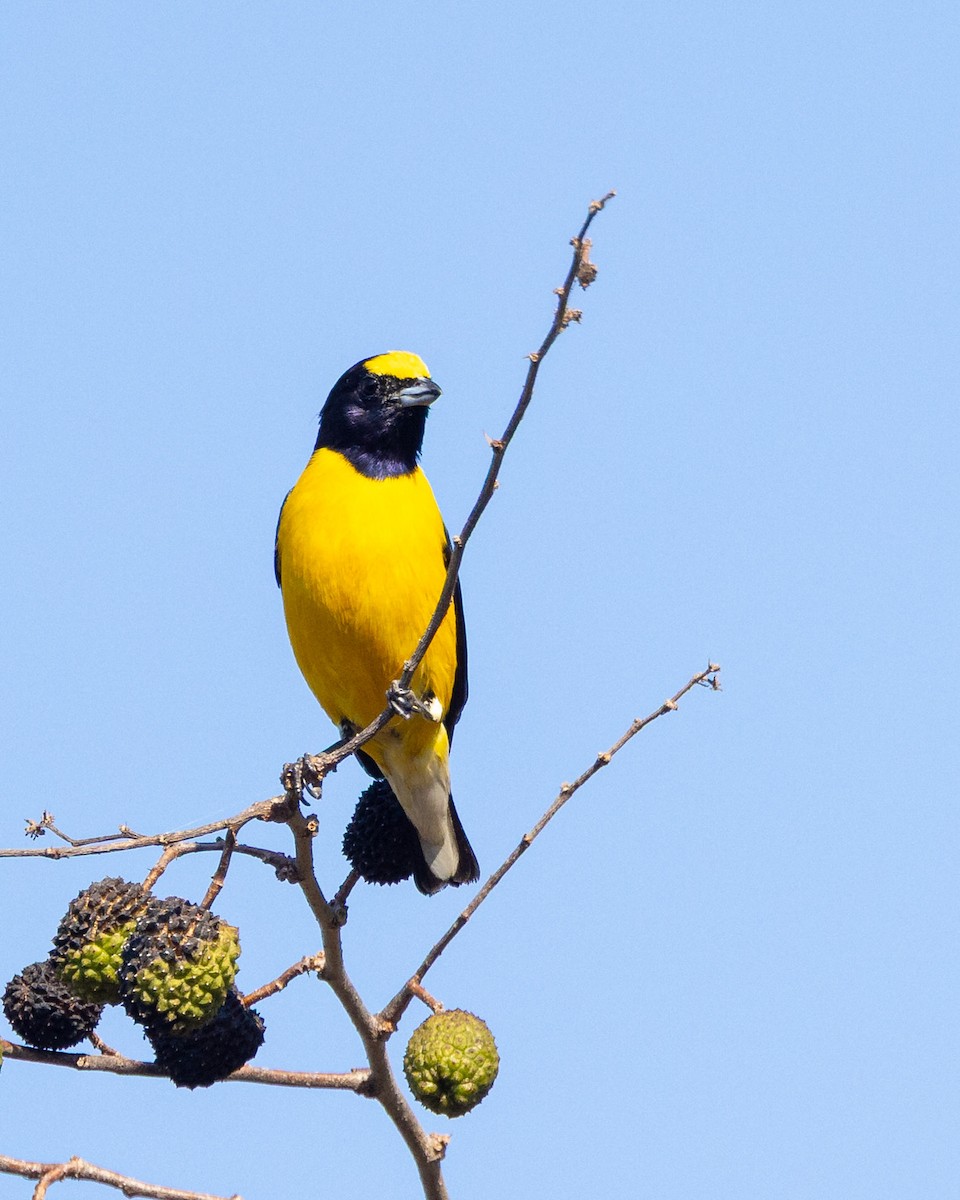West Mexican Euphonia - ML637954049