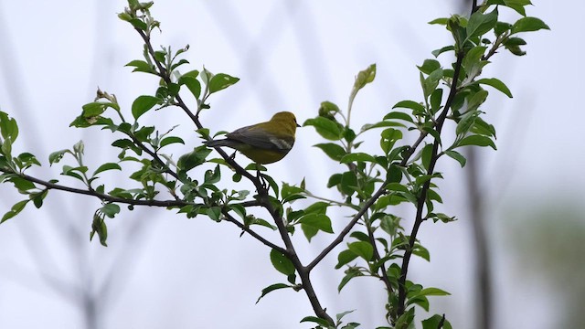 Blue-winged Warbler - ML637954053