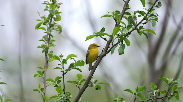 Blue-winged Warbler - ML637954056