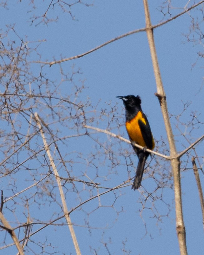 Black-vented Oriole - ML637954070